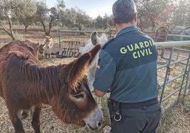 Los burritos bomberos de Doñana no podrán hacer cortafuegos este año tras el robo de su material