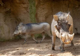 Bioparc Valencia incorpora a una nueva pareja de facóqueros, la especie de 'Pumba' de El Rey León