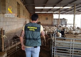Detienen a dos hombres por el robo de 18 ovejas y 4 cabras valoradas en 1.500 euros en Castellón
