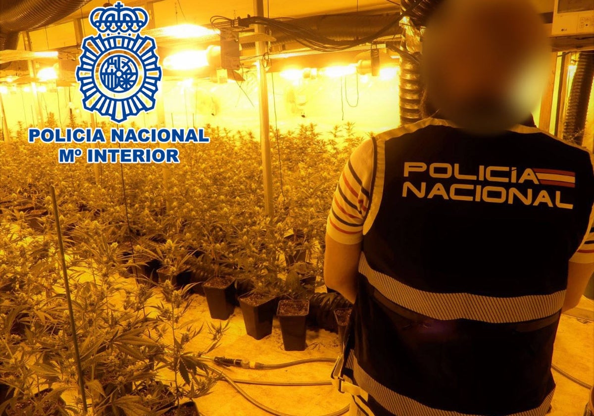 Imagen de un agente de la Policía Nacional frente a la plantación en una nave industrial en Alicante