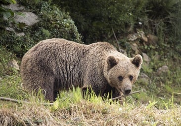 Qué hacer si te encuentras con un oso en la ciudad