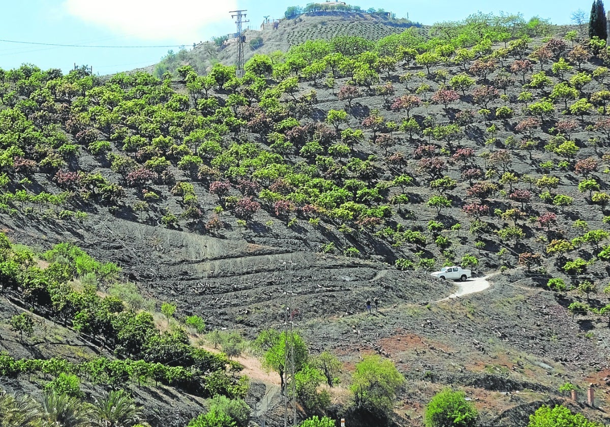 Plantación de aguacates en Benamargosa en pleno corazón de La Axarquía