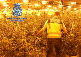Así desmanteló la Policía Nacional un cultivo de 1.200 plantas de marihuana en Valencia