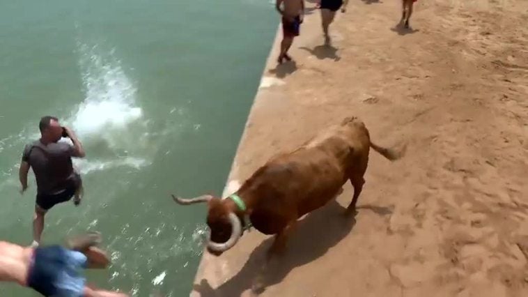 Un toro, a punto de ahogarse en los bous a la mar de Denia