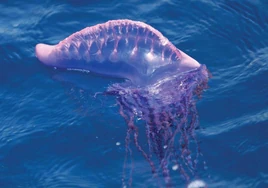 Alerta, medusas: La carabela portuguesa obliga a limitar el baño en las playas guipuzcoanas