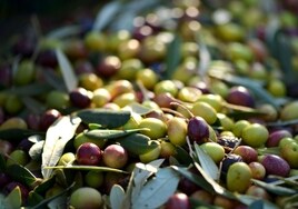 Un compuesto natural extraído de la producción de aceite de oliva ayuda en el tratamiento contra el cáncer