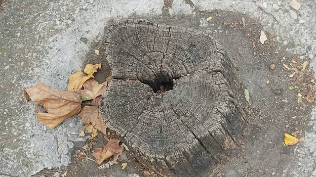 Tronco de un árbol cortado en Córdoba