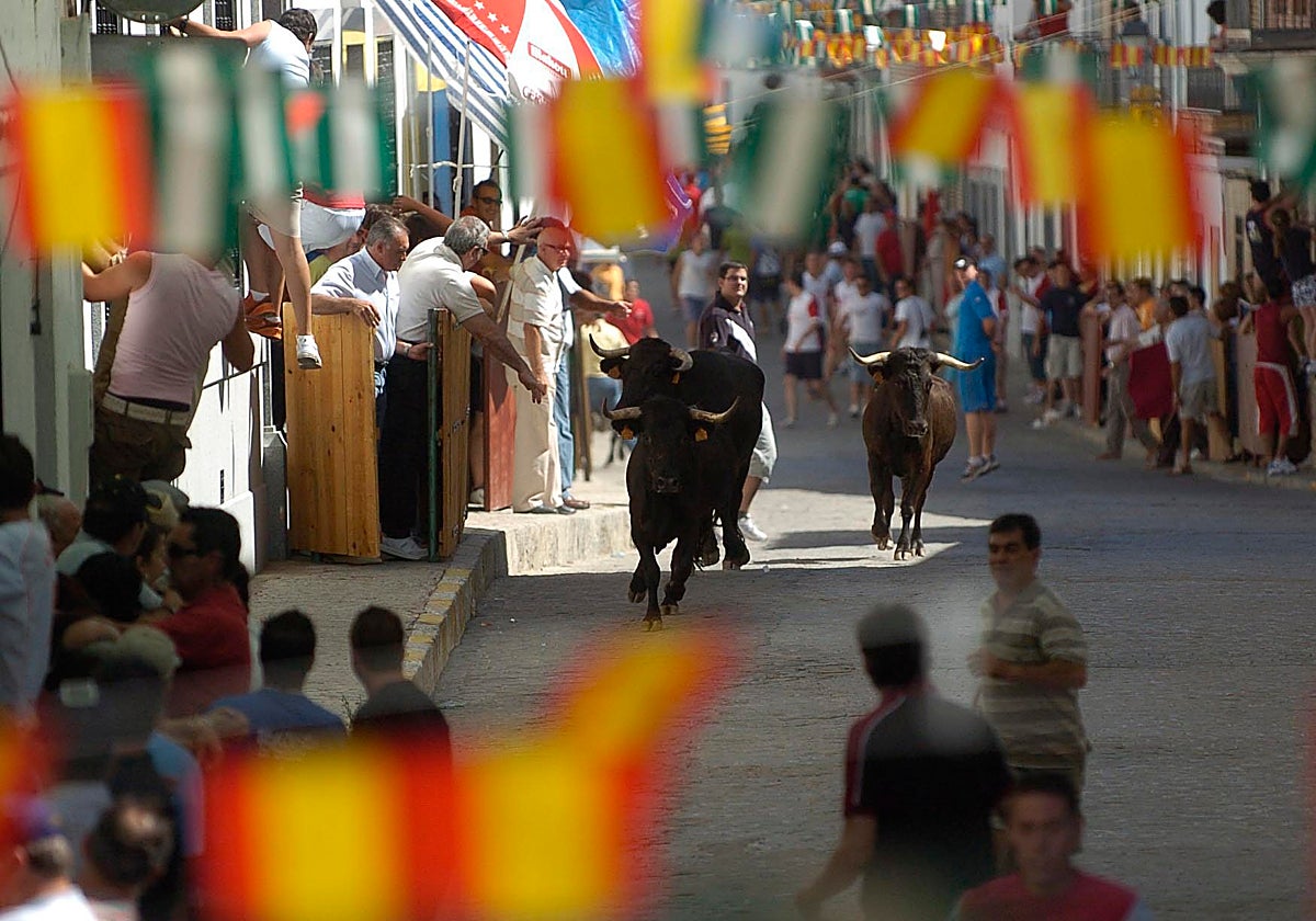 Las vaquillas transitan por una de las calles de los encierros taurinos de El Viso de Córdoba