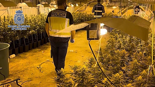 La Policía Nacional, en la plantación de marihuana de Valdemanco