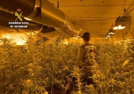 Desmantelada en Santa Olalla una plantación de marihuana con 500 plantas listas para ser recogidas