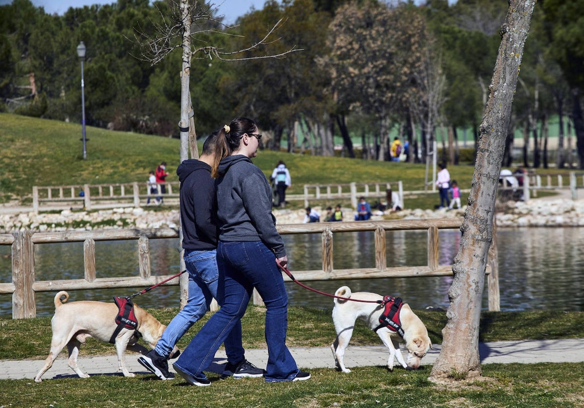 Personas paseando a sus perros tomada de archivo