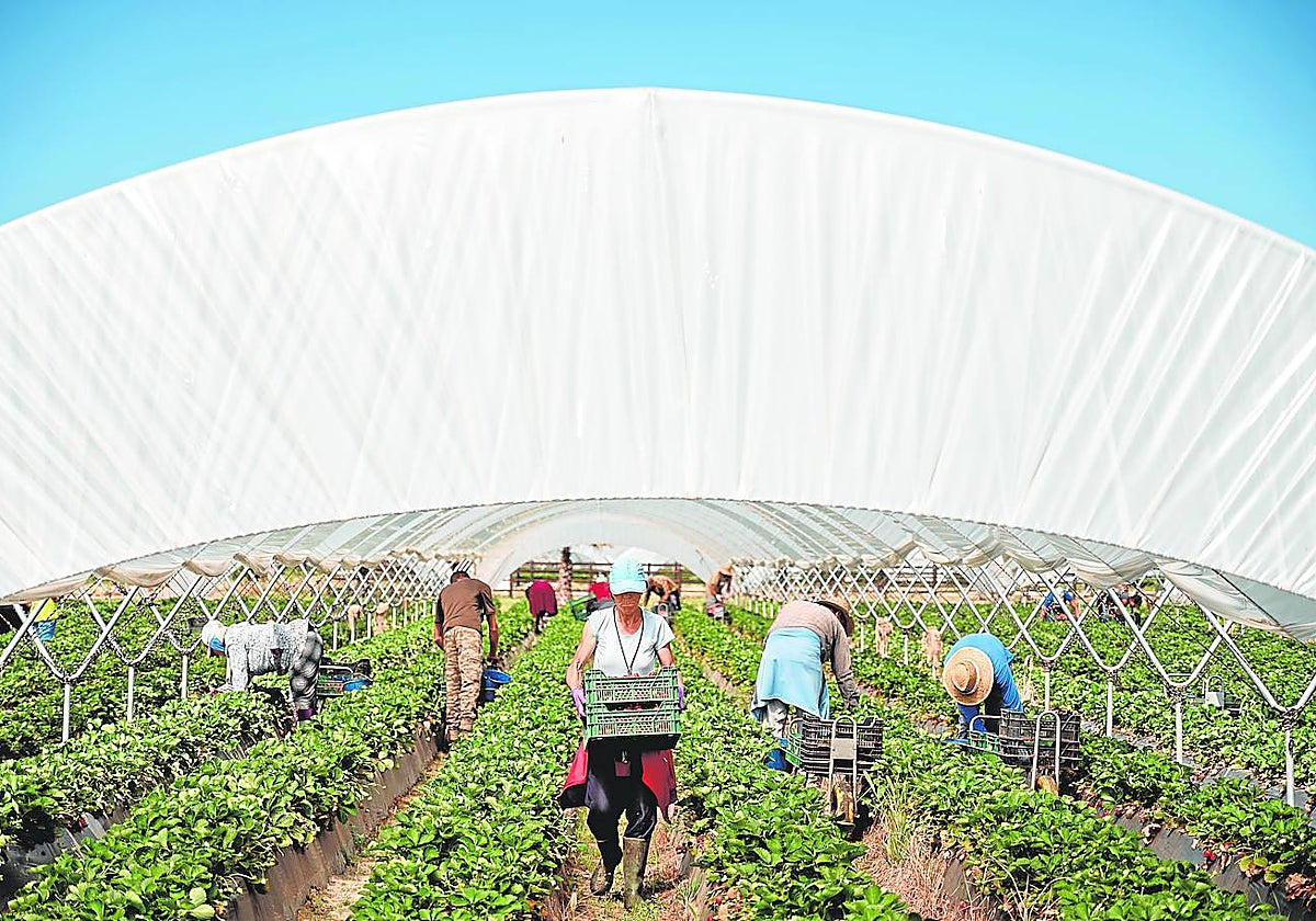 Temporeros durante la recolección de la fresa