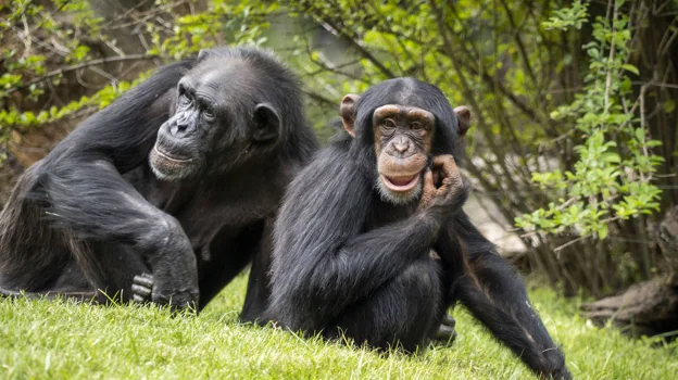 Imagen de dos chimpancés en la selva ecuatorial de Bioparc