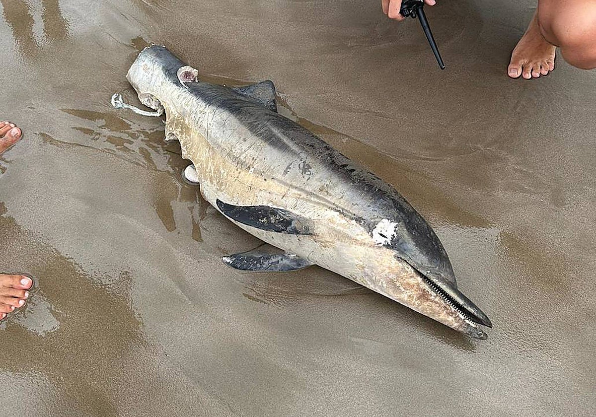 Imagen del delfín mutilado hallado este domingo en la playa de Alboraia (Valencia)