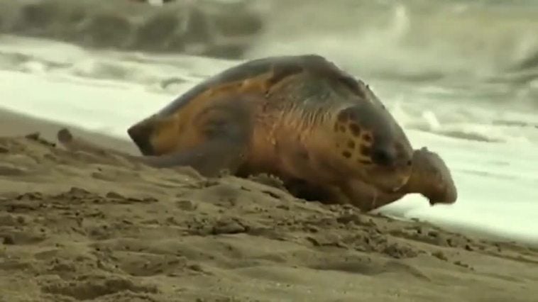 Una tortuga marina se refugia en una playa de Marbella