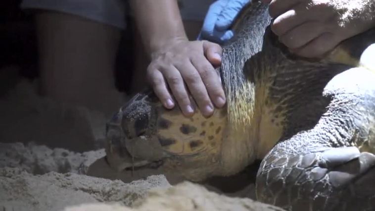 El aumento de la temperatura está influyendo en la reproducción de las tortugas marinas que desovan en nuestra costa