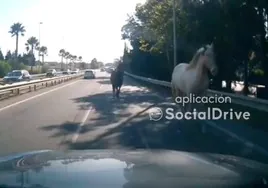 Dos caballos sueltos colapsan el tráfico en la autovía en Marbella