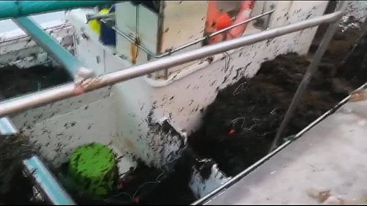 Las costas gaditanas sufren una tremenda invasión de algas asiáticas que impiden faenar a los pescadores