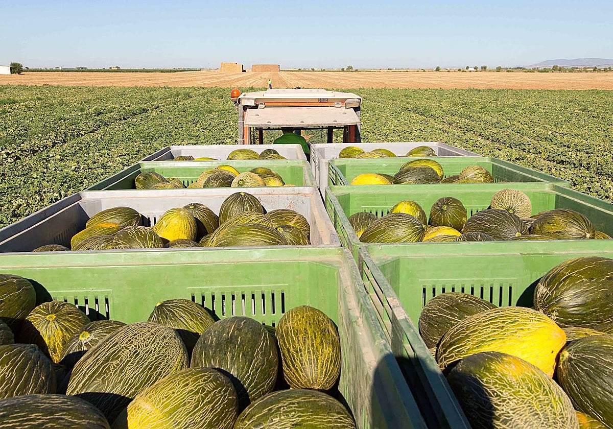 Qué pasa con el melón y la sandía este verano: la producción cae a la mitad y el precio se duplica