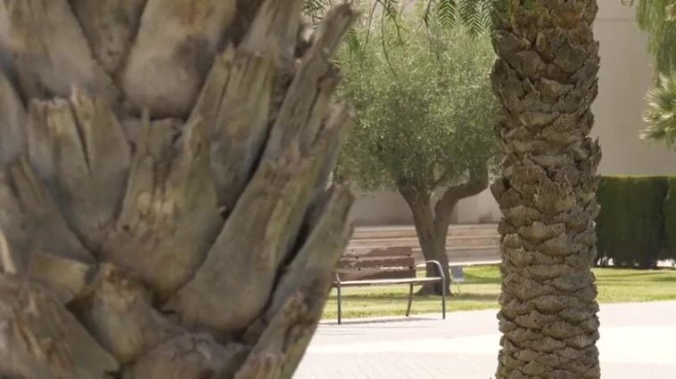 Derrumbe de una decena de palmeras por el calor en Alicante