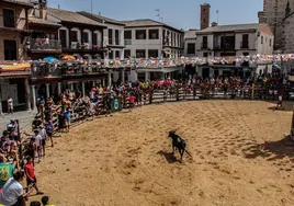 Las vacas enmaromadas, todo un espectáculo en La Puebla de Montalbán