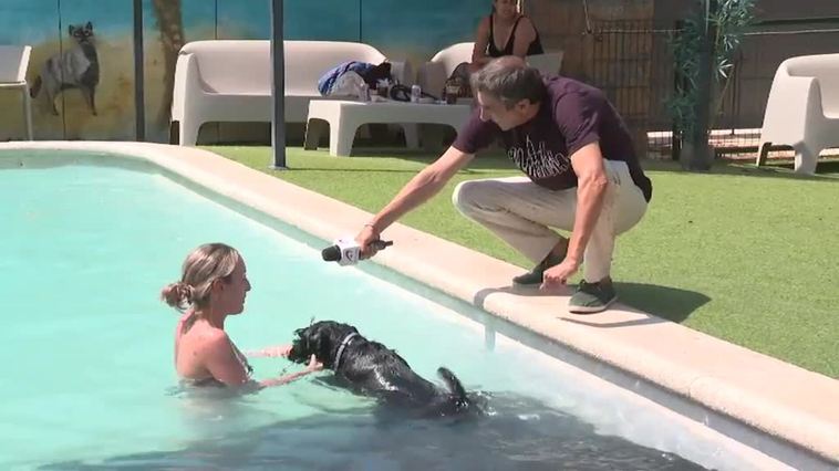 Un día en la piscina con tu perro