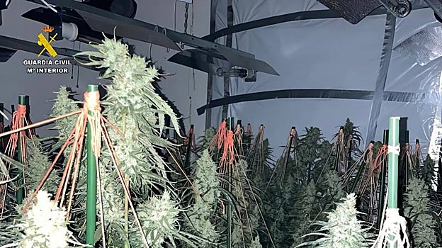 Imagen de la plantación de marihuana en el chalé de lujo de Calpe