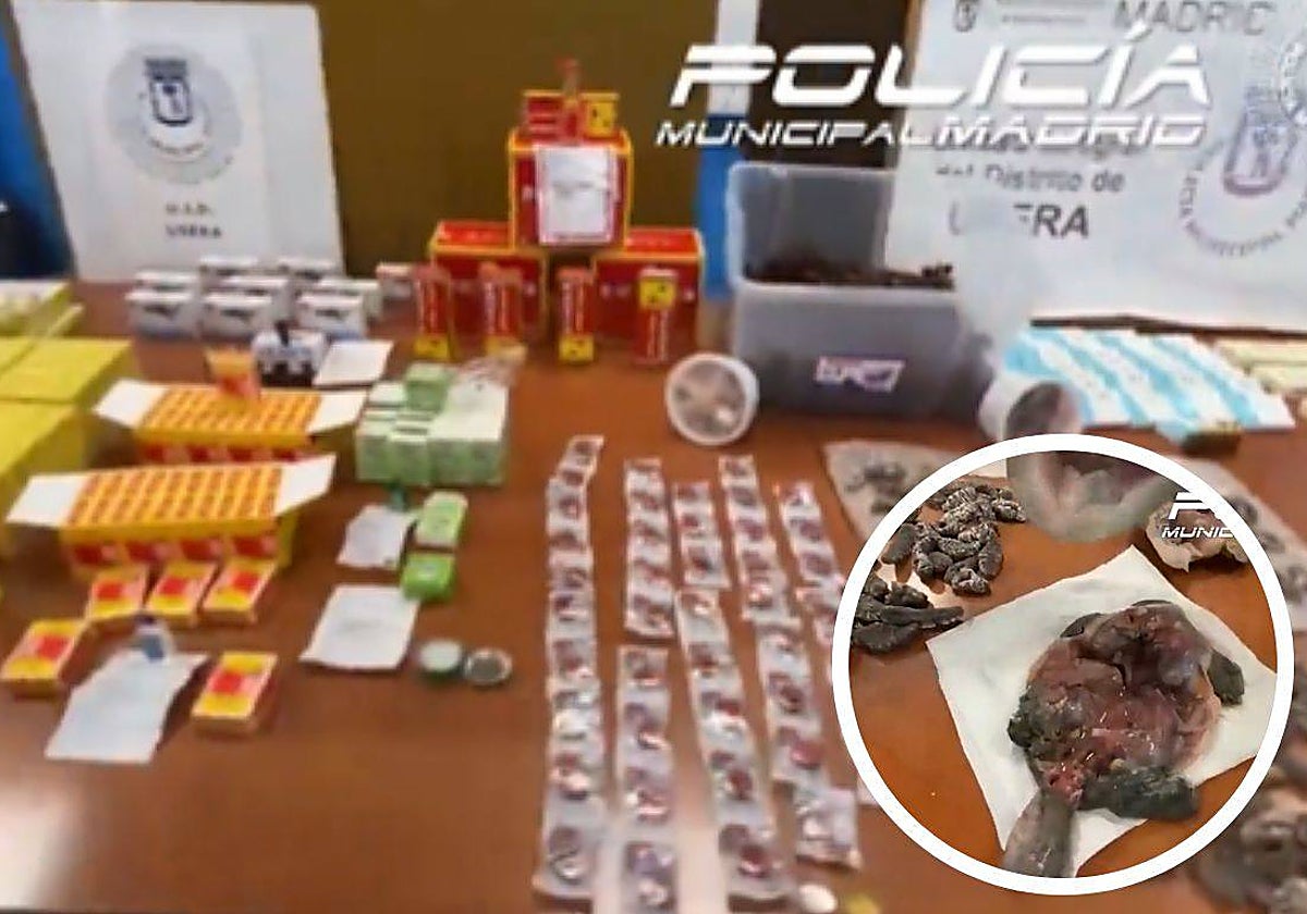 Especies exóticas y medicamentos no autorizados encontrados por la Policía Municipal en un restaurante de Usera