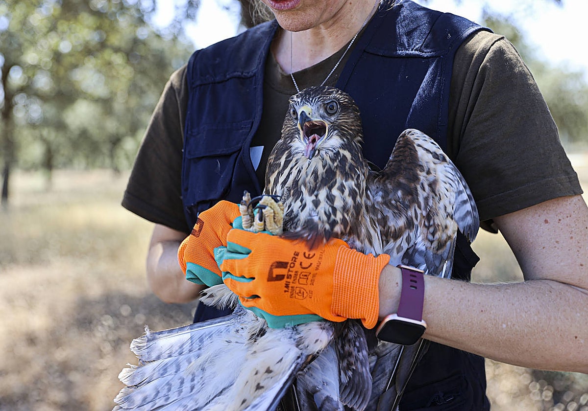 Un águila ratonera antes de ser puesta en libertad en el CRAS de Tres Cantos