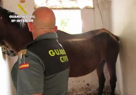 Una denuncia vecinal destapa la hípica del terror en El Álamo: caballos enterrados muertos y varios más desnutridos