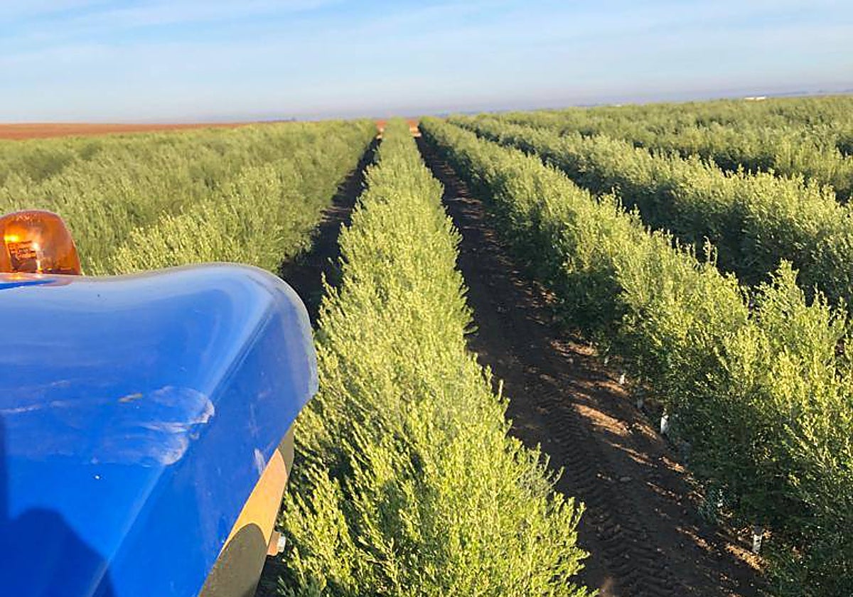 Del secano a la súper producción: el olivo tradicional en vías de extinción