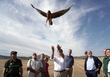 Echa a volar el proyecto para la conservación del aguilucho cenizo