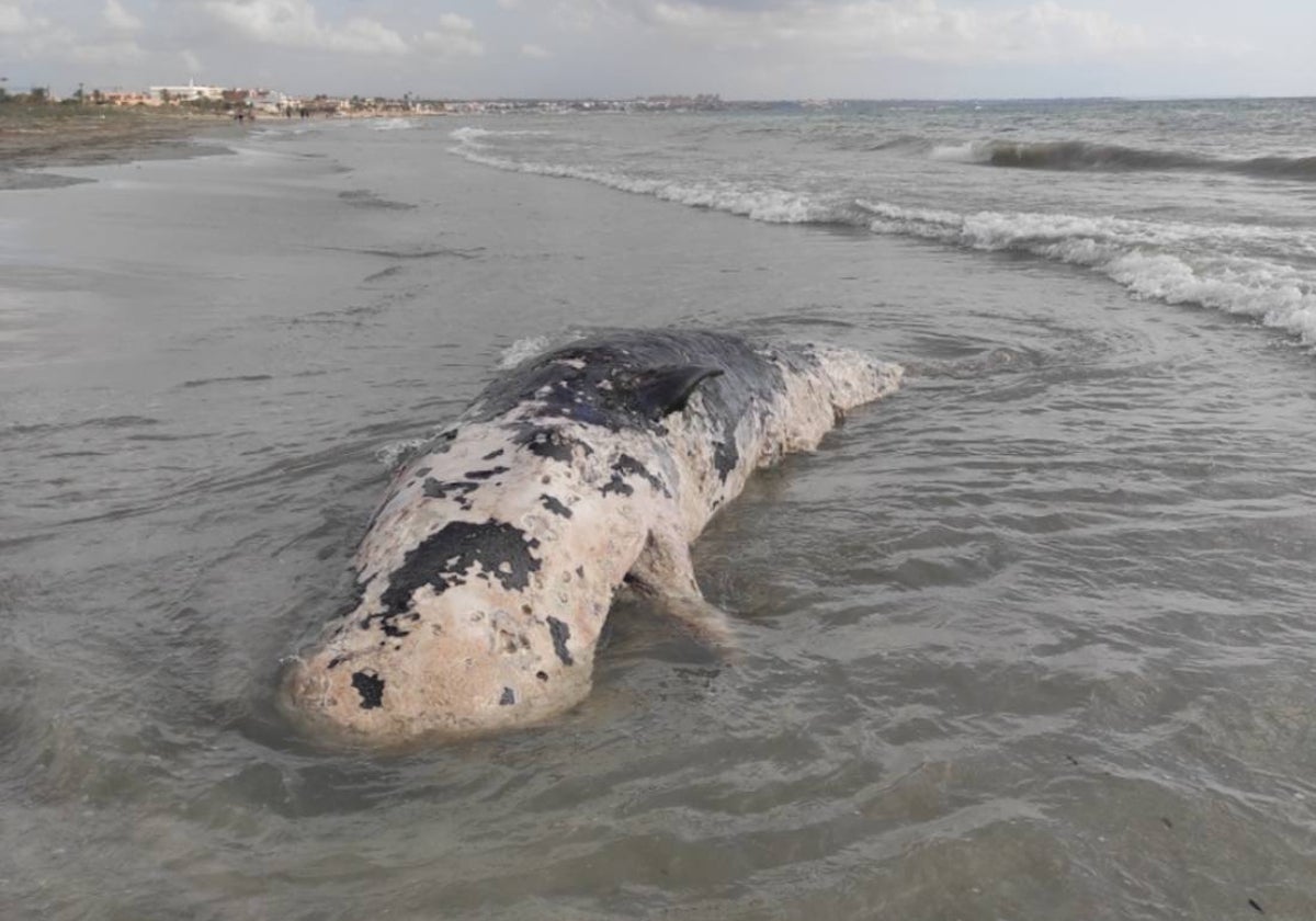 Cachalote encontrado en la Playa Torre Derribada