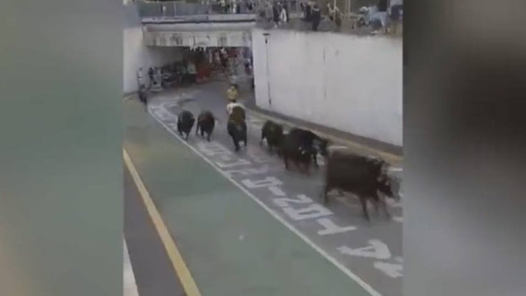 Pánico en Gata de Gorgos: nueve toros bravos irrumpen sin aviso en un desfile de las fiestas del pueblo