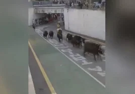 Pánico en Gata de Gorgos: nueve toros bravos irrumpen sin aviso en un desfile de las fiestas del pueblo
