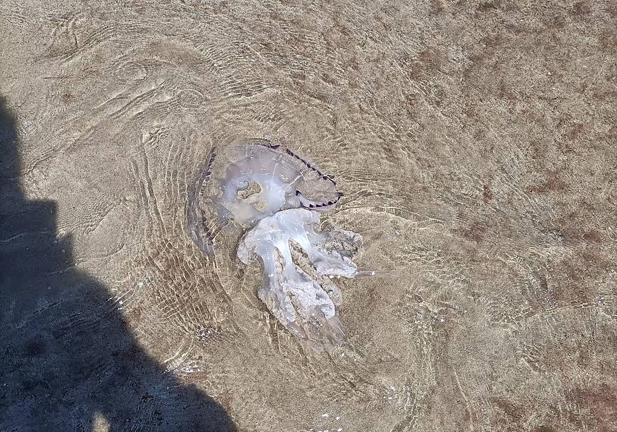 Imagen de una medusa tomada este domingo en la playa del Cabanyal de Valencia