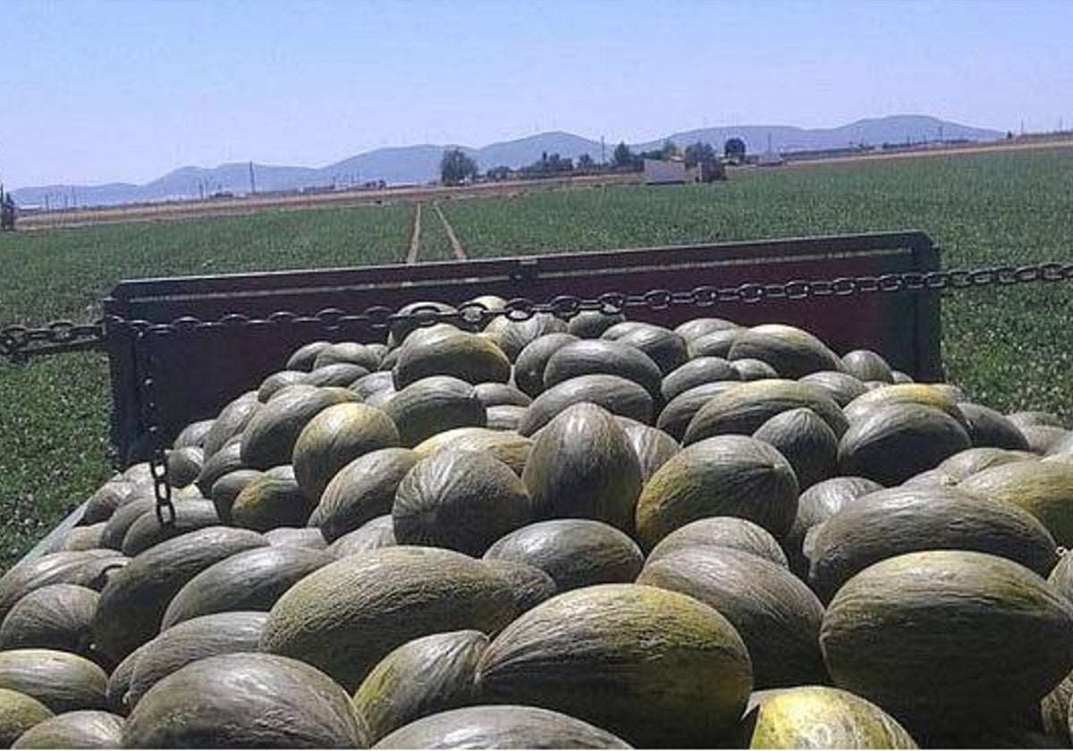 El suceso ha ocurrido en un almacén de melones de Membrilla