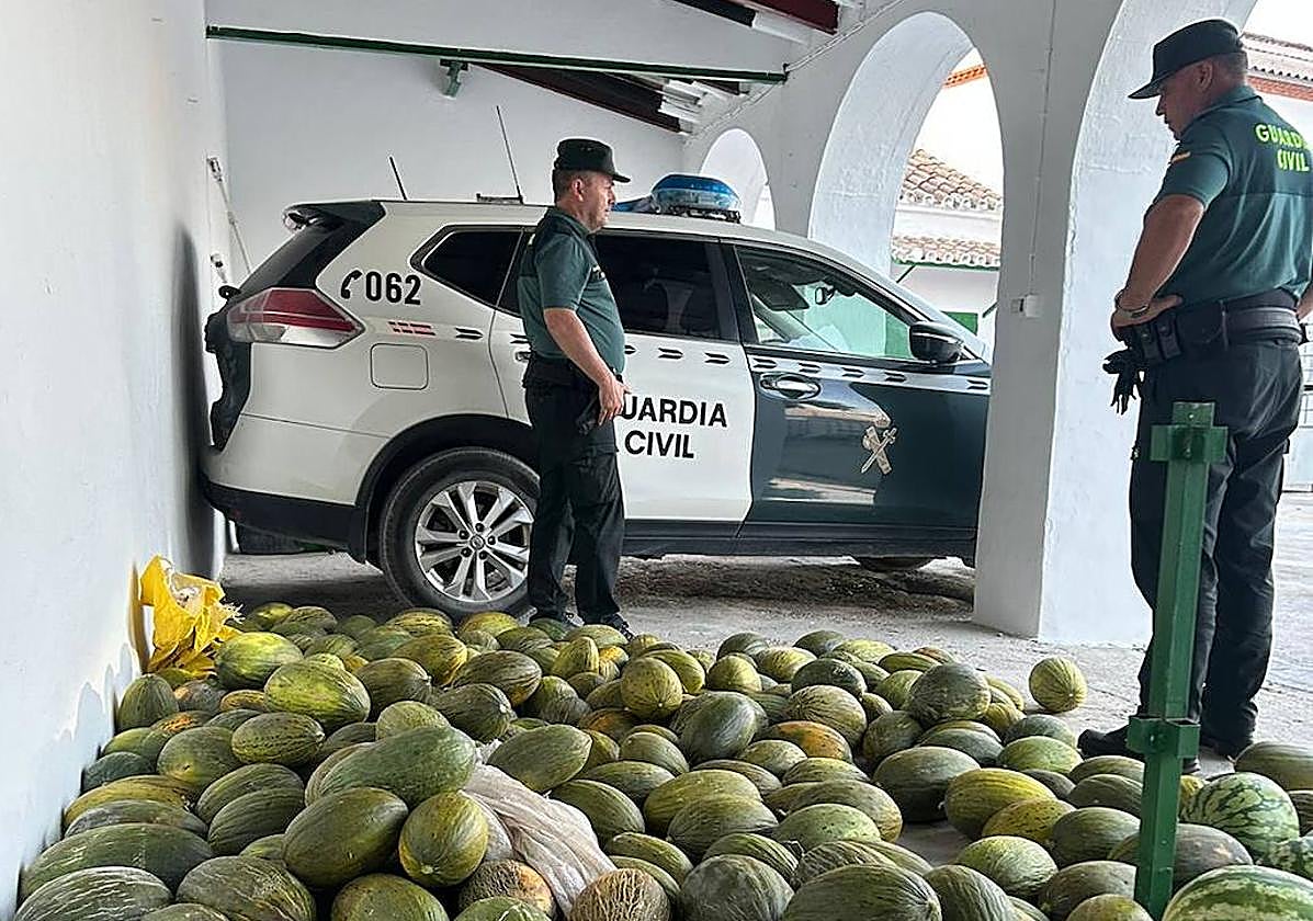 Melones recuperados por la Guardia Civil de Montilla