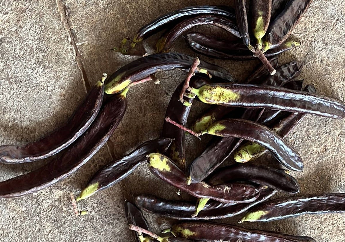 Imagen de algarrobas verdes recogidas en los campos valencianos