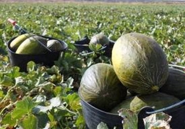 La región lidera la producción española de melón y sandía