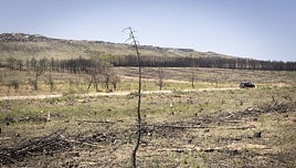 «Seguimos quemados»: un año de los incendios que carbonizaron Zamora