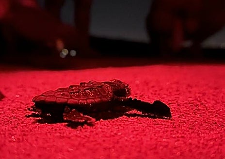 Imagen secundaria 1 - Imágenes en detalle del equipo de profesionales y las tortugas recién nacidas en Valencia