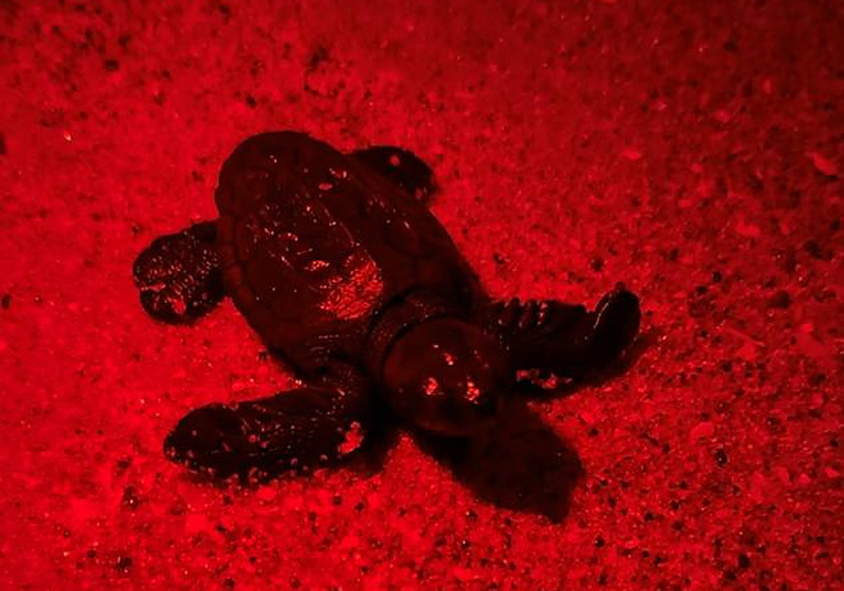 Imagen en detalle de una de las tortugas nacidas en la playa de la Punta