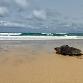 El calentamiento de los océanos en Canarias se estudiará desde dentro y a bordo de una tortuga