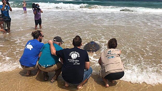 Chofe ha regresado al mar desde Fuerteventura