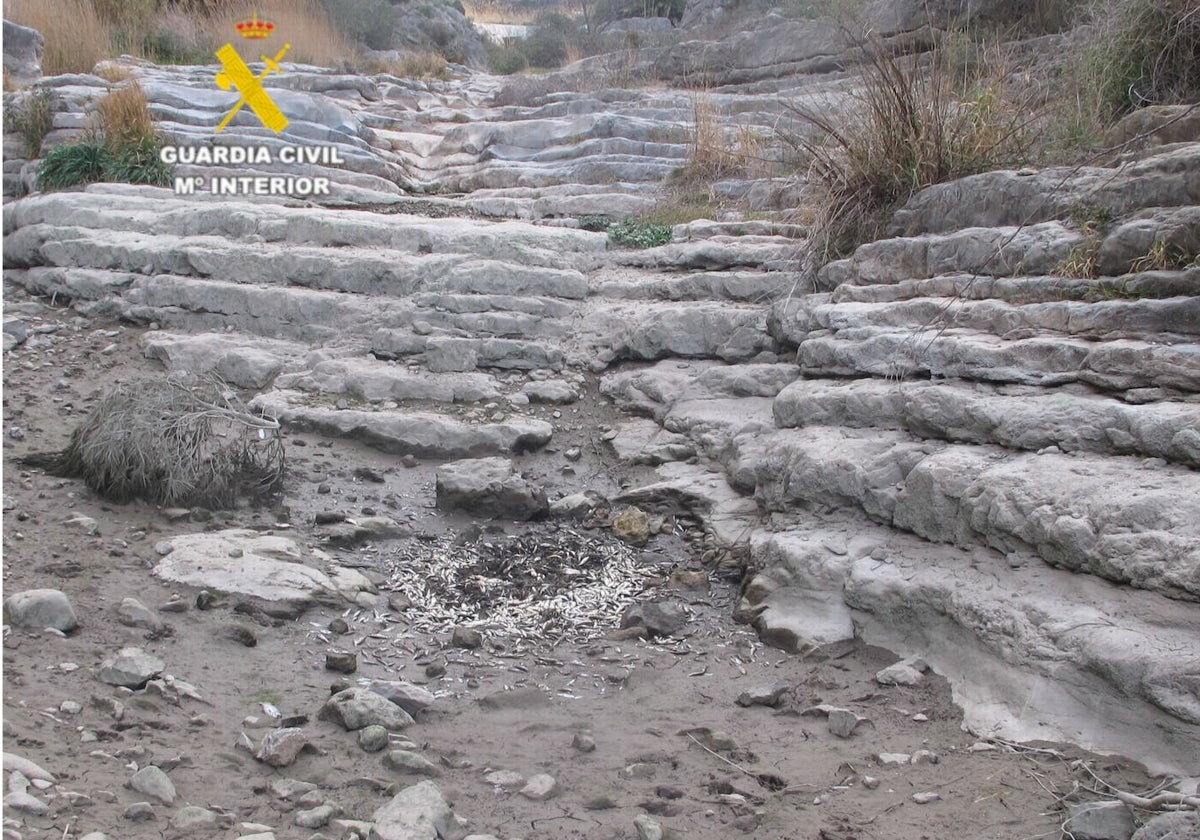 Imagen del río Palancia seco con fauna muerta