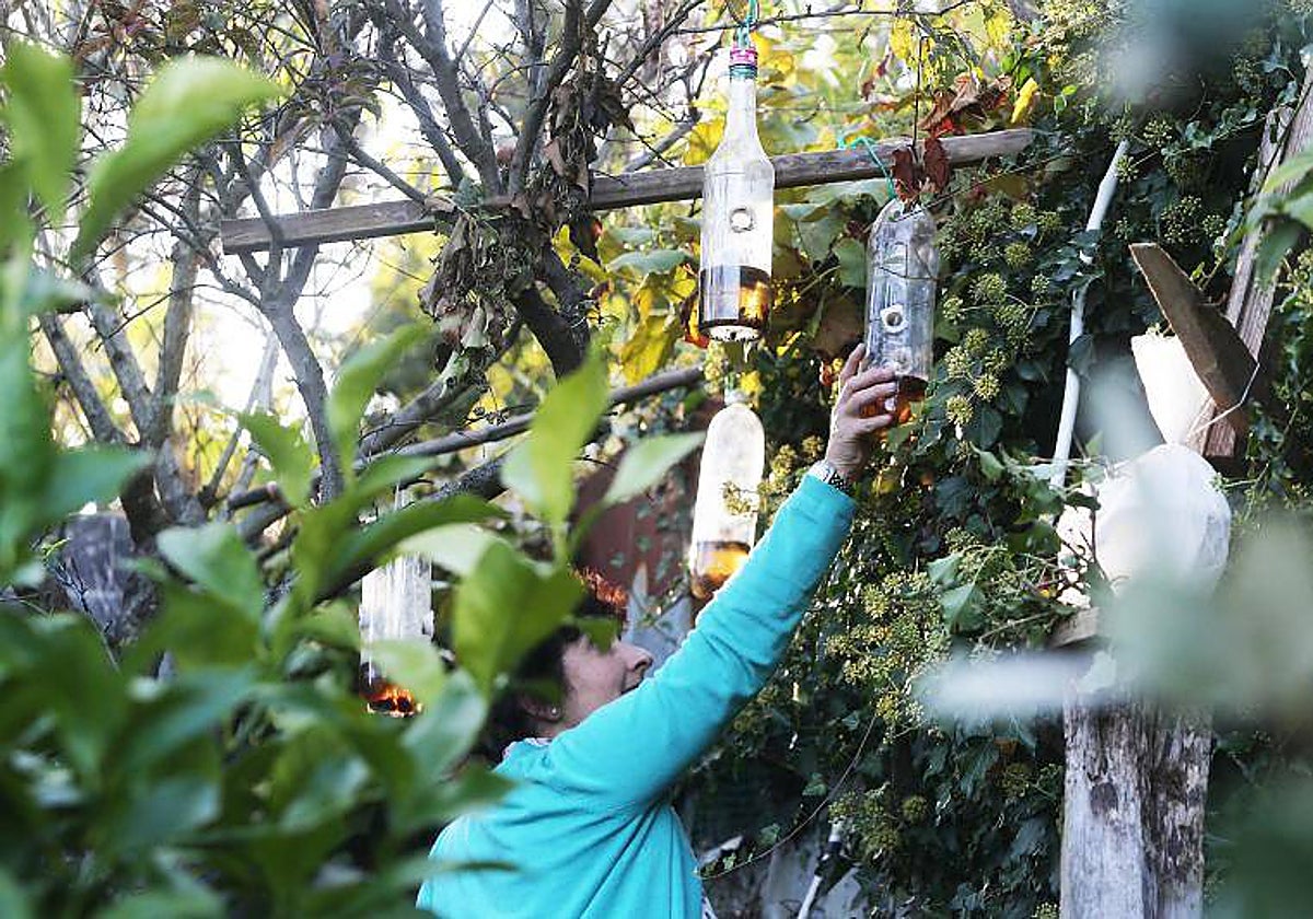 Una mujer revisa una trampa casera para velutinas