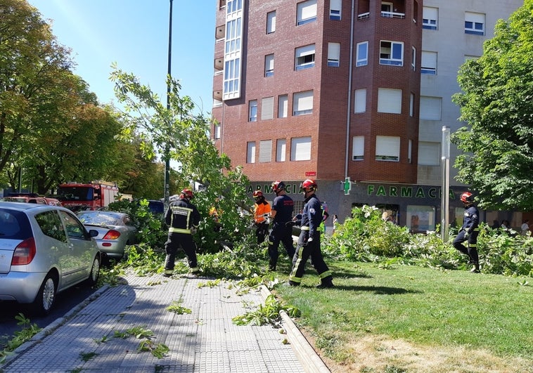 Imagen de los bomberos y la Policía Local en el lugar en el que ha caído el árbol