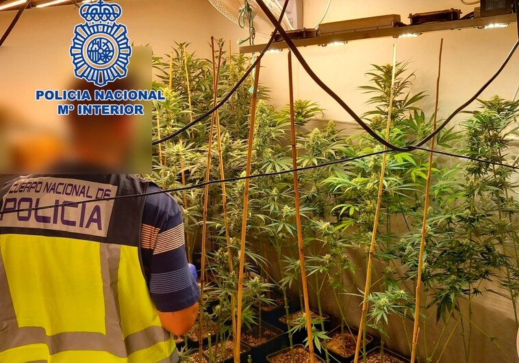 Imagen de la plantación de marihuana incautada por la Policía Nacional