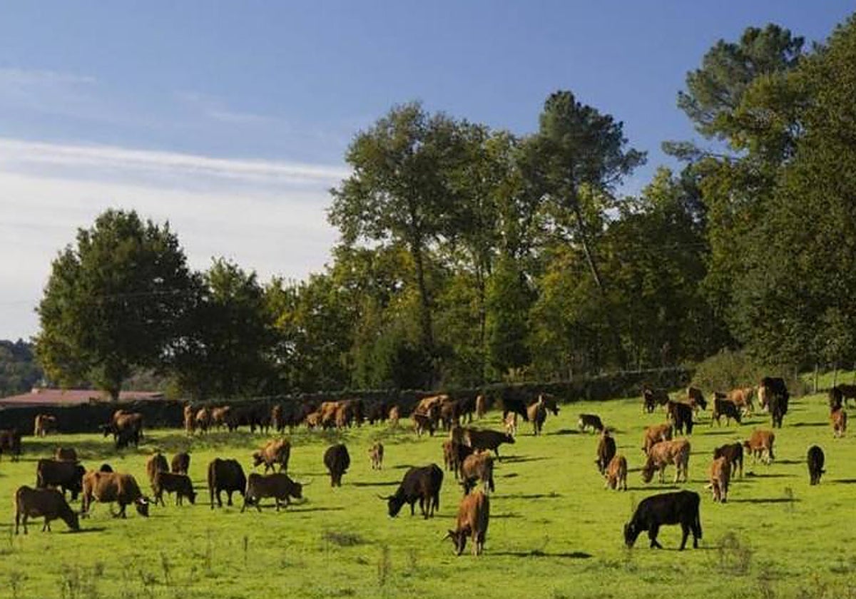 Los graves síntomas de las vacas con enfermedad hemorrágica epizoótica: abortos, cojera, anorexia...